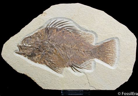 fish fossils for sale online.